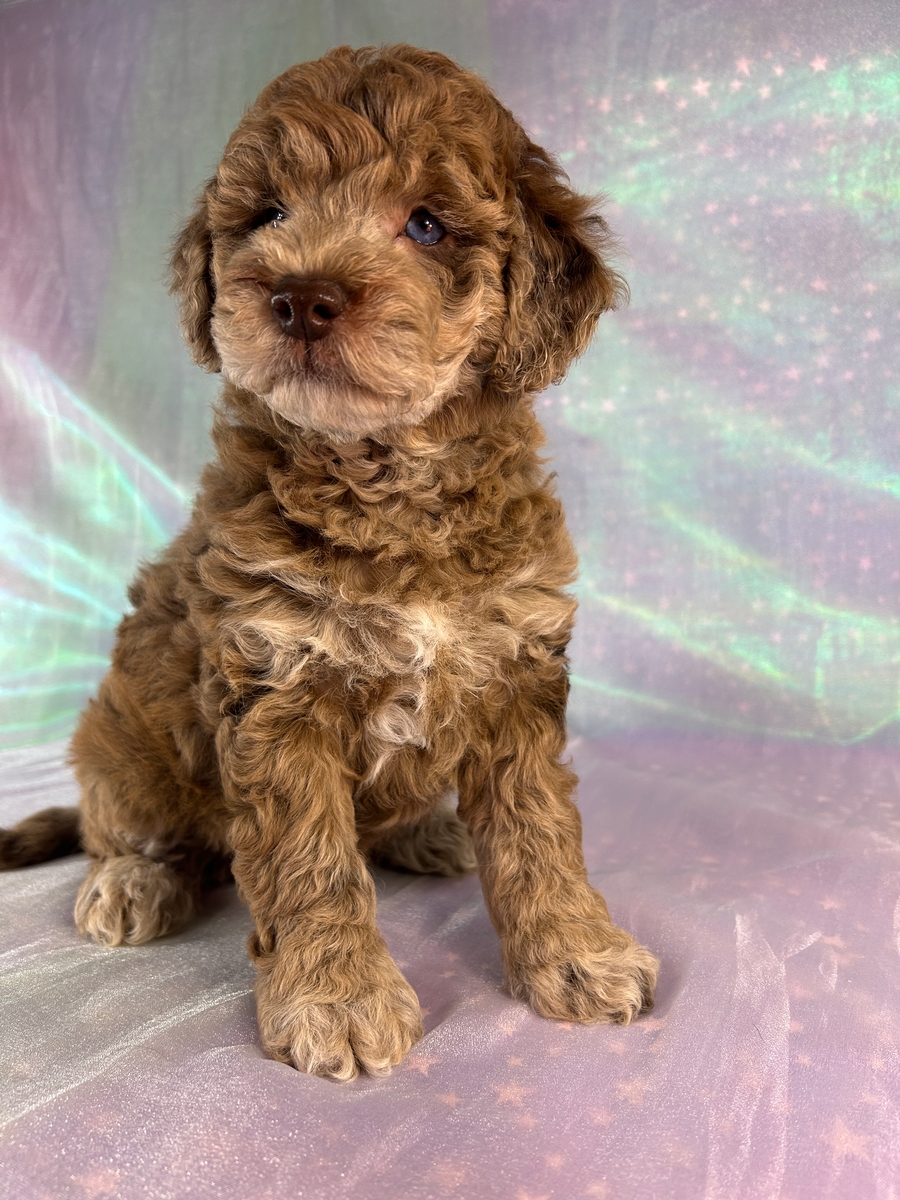 Female Chocolate Merle Mini Golden Doodle Puppy for Sale DOB 4-26-2026 $1200